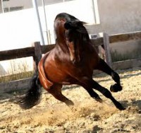 /album/fotogaleria/a7-espa-jpg/